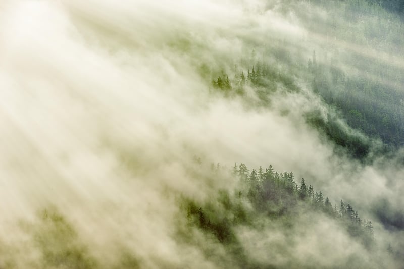 Fairy Tale Forests