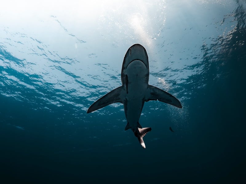 Oceanic Wonders